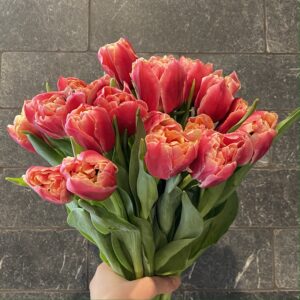 vday tulips large